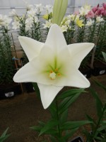 [5145 Bright Tower 16 ST No01.JPG]